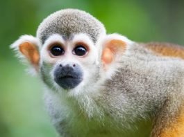 Taming Monkey Mind, Mastering Monkey Mind!