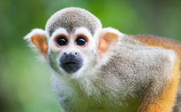 Taming Monkey Mind, Mastering Monkey Mind! Taming Monkey Mind, Mastering Monkey Mind!