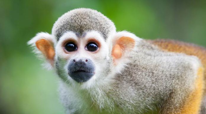 Taming Monkey Mind, Mastering Monkey Mind!