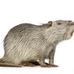 Giant rats sighted in England.