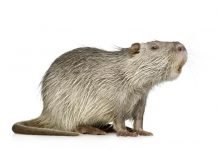 Giant rats sighted in England.
