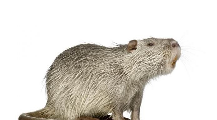 Giant rats sighted in England.