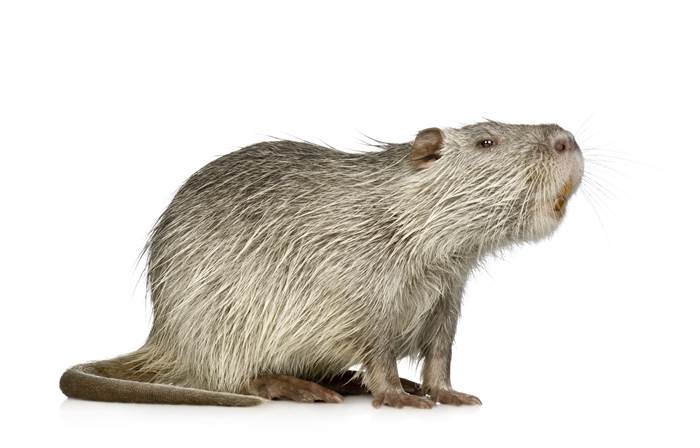 Giant rats sighted in England.