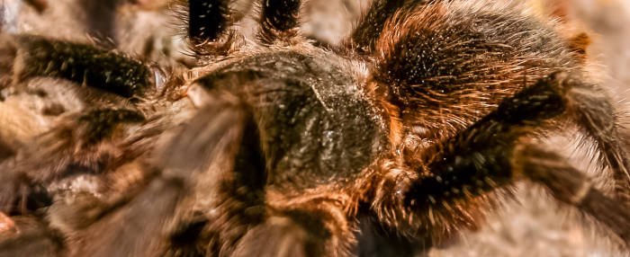 What do have big hairy spiders and you in common? Fight your battle of the year!