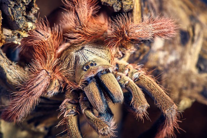 If you love a Red haircut, try the Tarantula hair fashion style.