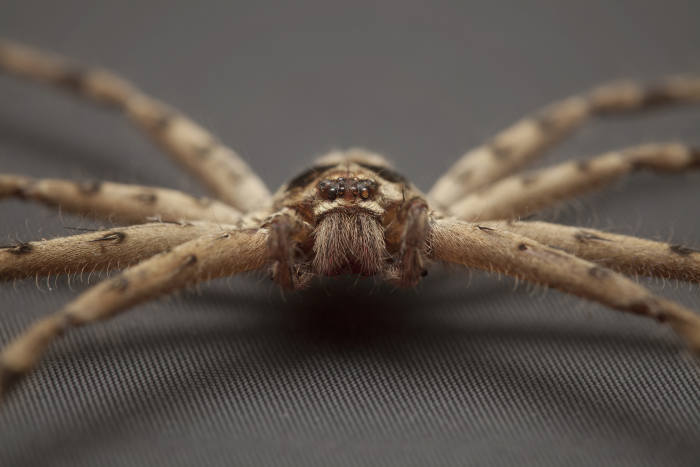 Spiders wear beards too, well it looks like that. The Spiderbeard style.