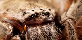 Giant Huntsman Spider vs. Robocarl Battle of The Year!