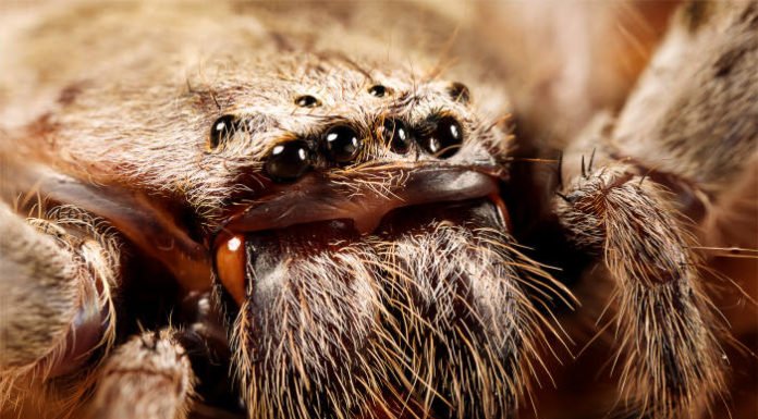Giant Huntsman Spider vs. Robocarl Battle of The Year!